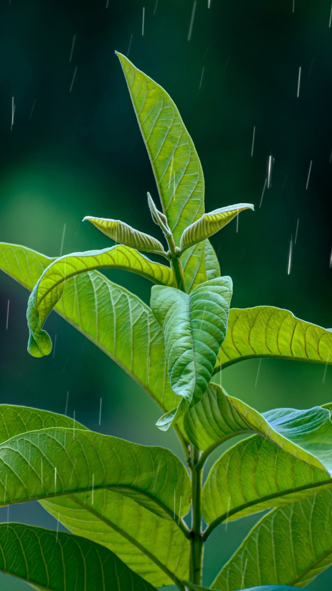 Hình nền điện thoại thu hút tài lộc cho mệnh Mộc
