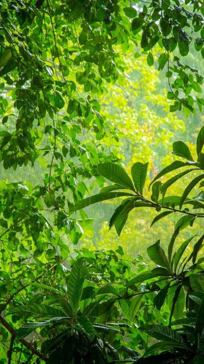 Hình nền điện thoại may mắn cho mệnh Mộc