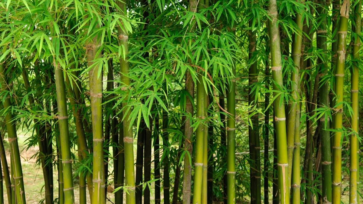 tải Hình nền thu hút tài lộc, may mắn mệnh Mộc cho máy tính