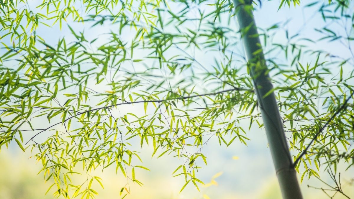 Hình nền thu hút tài lộc, may mắn mệnh Mộc 4k