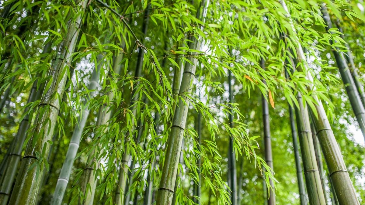 Hình nền thu hút tài lộc, may mắn mệnh Mộc cho máy tính