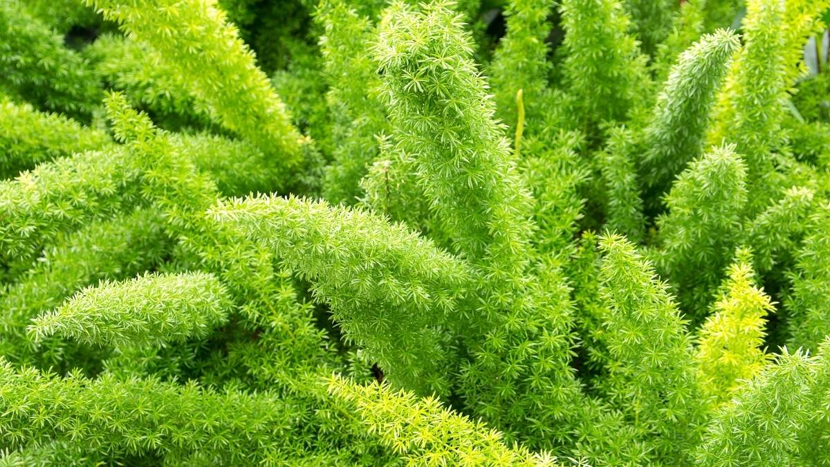 tải Hình nền thu hút tài lộc mệnh Mộc trên máy tính