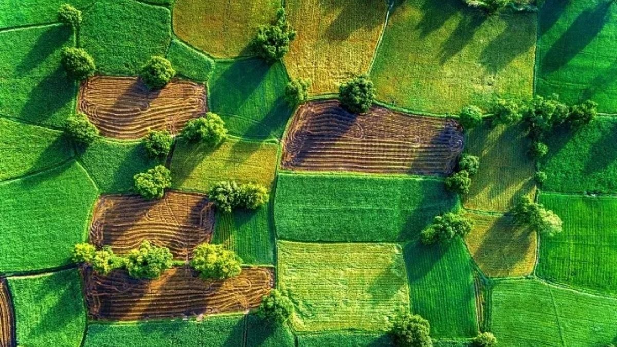 Hình ảnh cánh đồng lúa Việt Nam yên bình