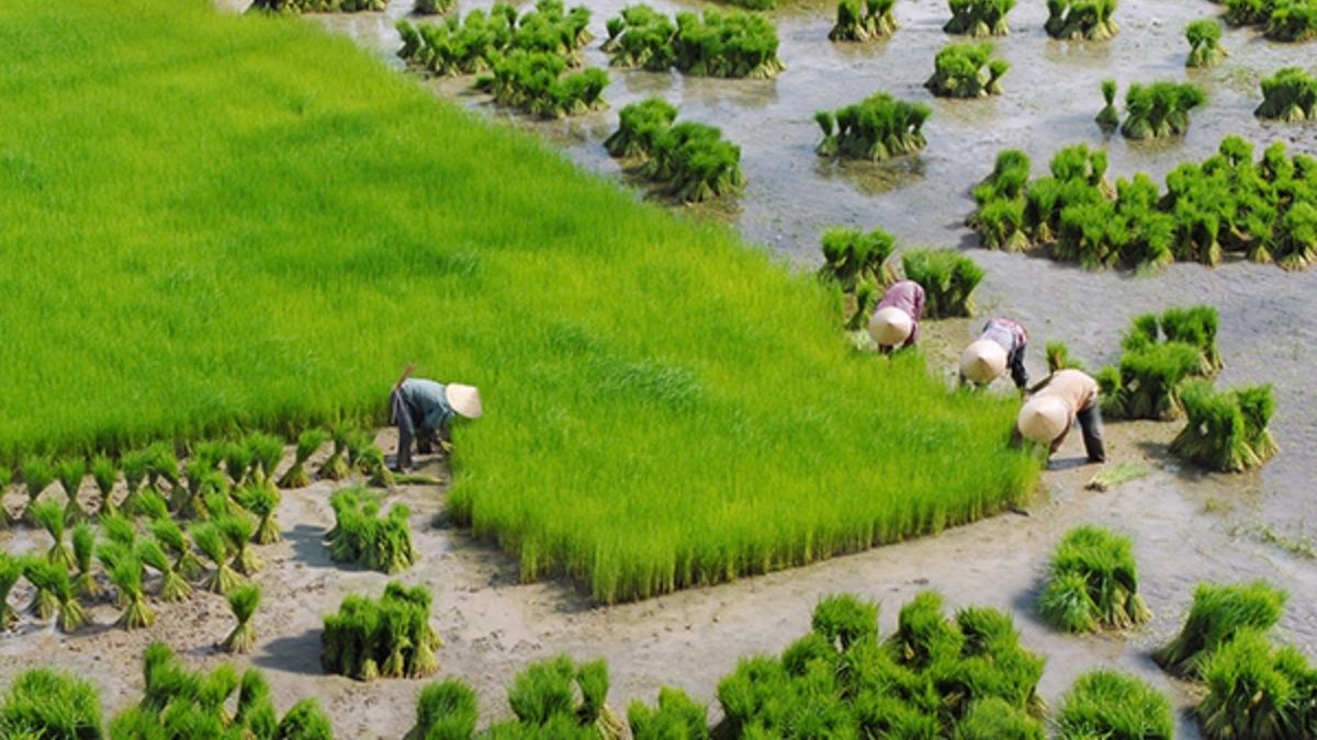Hình ảnh cánh đồng lúa Việt Nam trong sương sớm