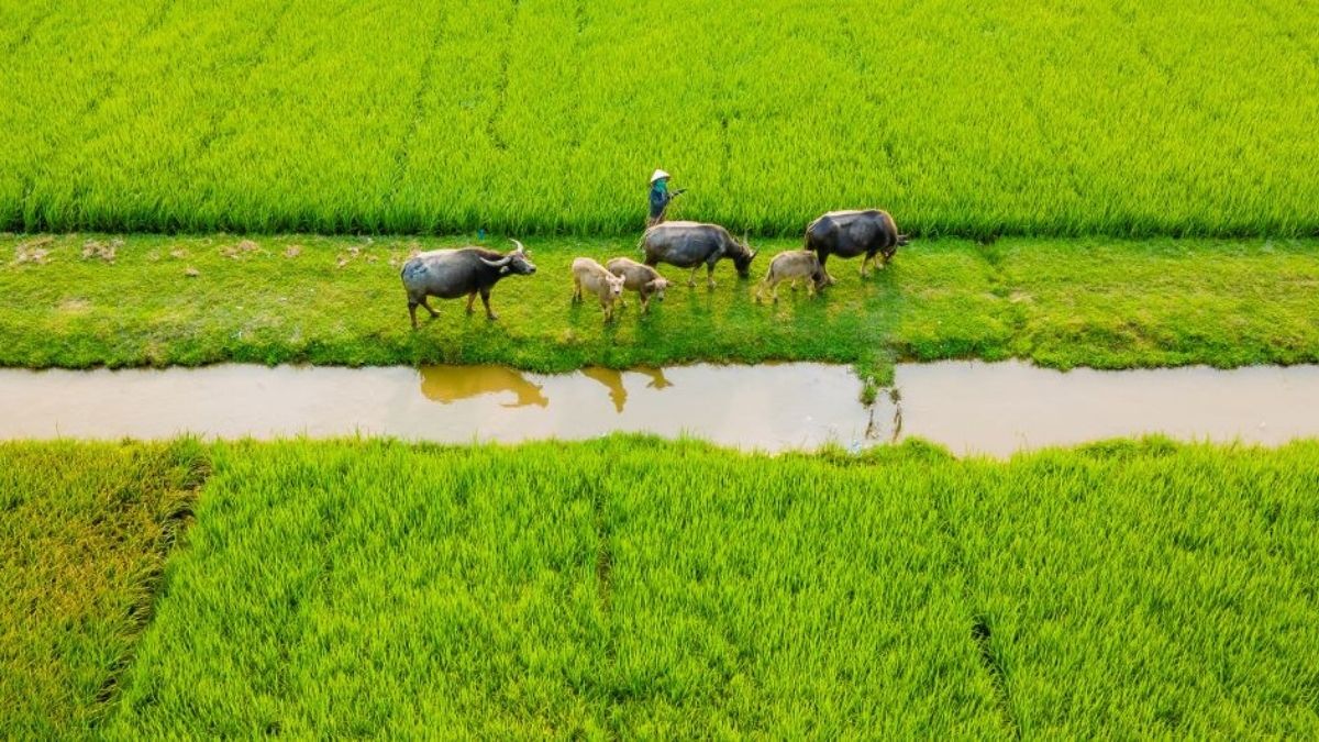 Hình ảnh cánh đồng lúa Việt Nam thẳng cánh cò bay