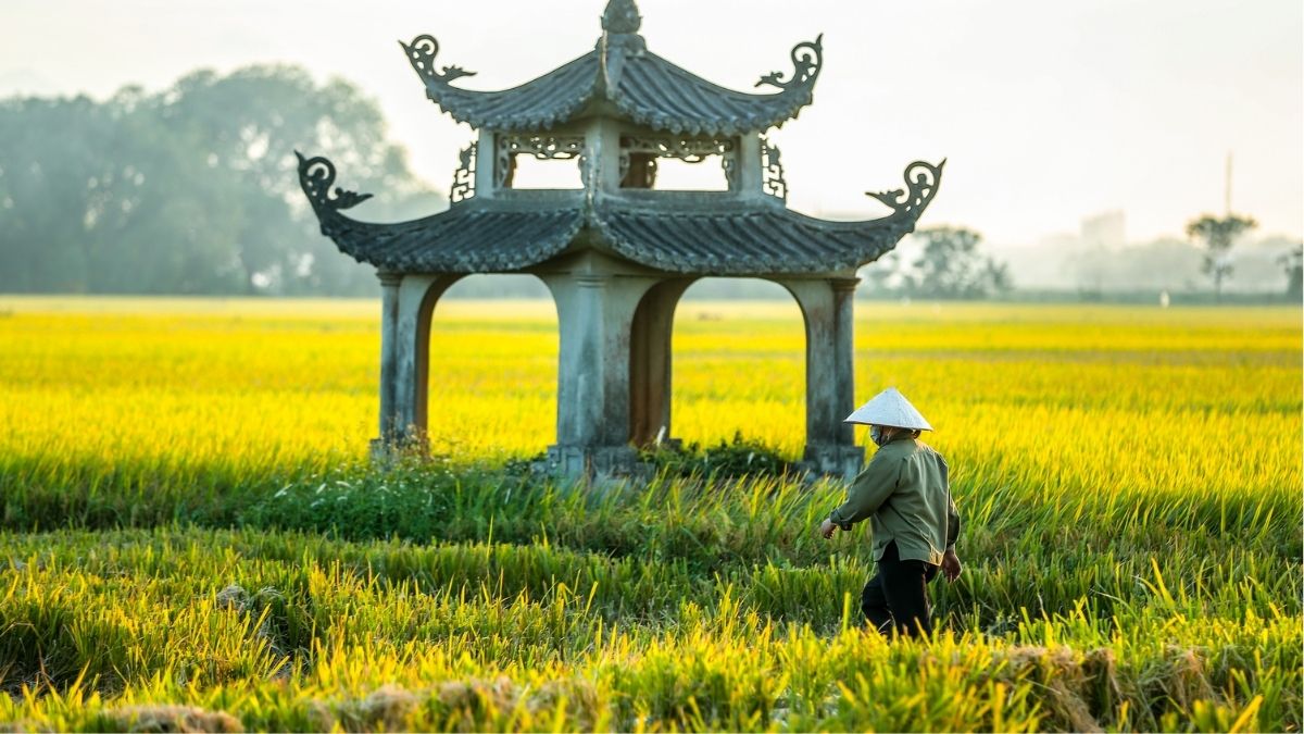 Hình ảnh cánh đồng lúa Việt Nam trù phú
