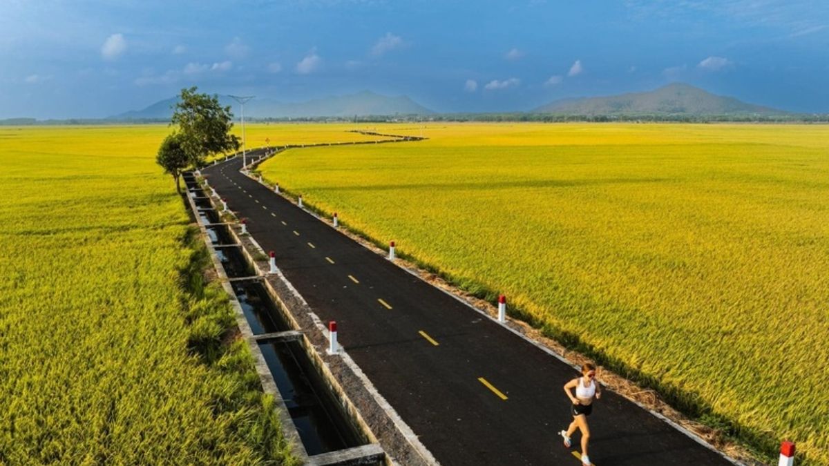 Hình ảnh cánh đồng lúa Việt Nam mùa lúa chín