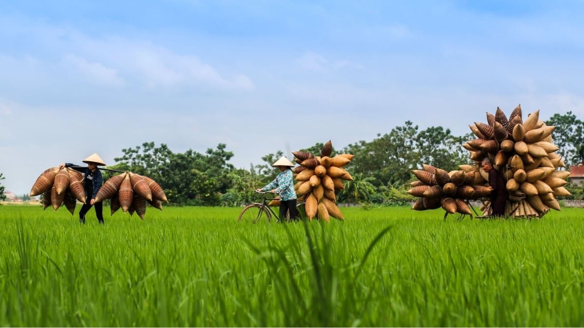 Hình ảnh cánh đồng lúa Việt Nam đẹp nao lòng