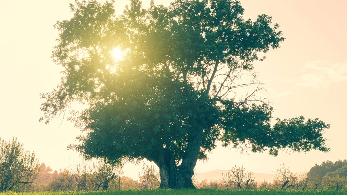 làm thế nào để biết mình mệnh gì