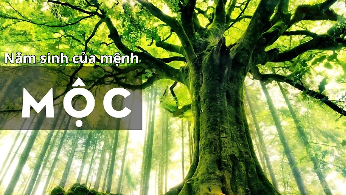 mệnh mộc hợp với mệnh gì