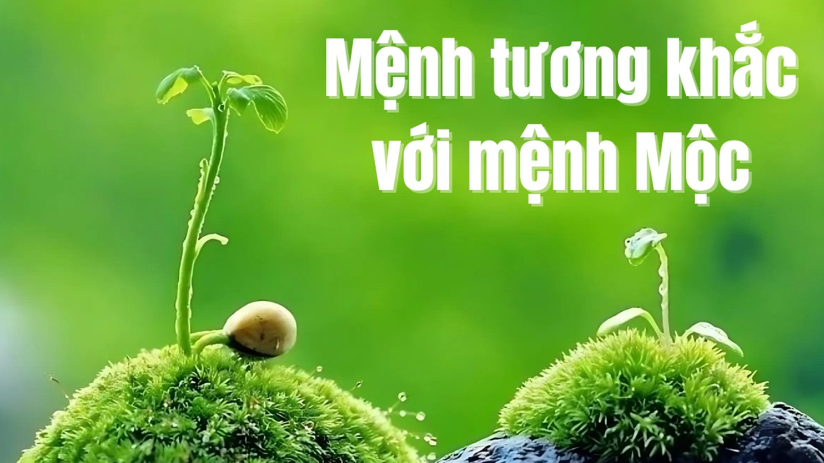 mệnh mộc hợp mệnh gì