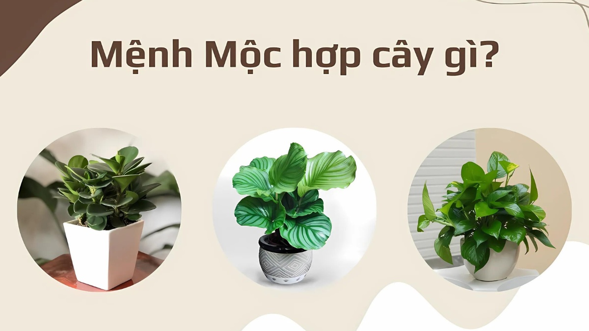 mệnh mộc hợp mệnh nào