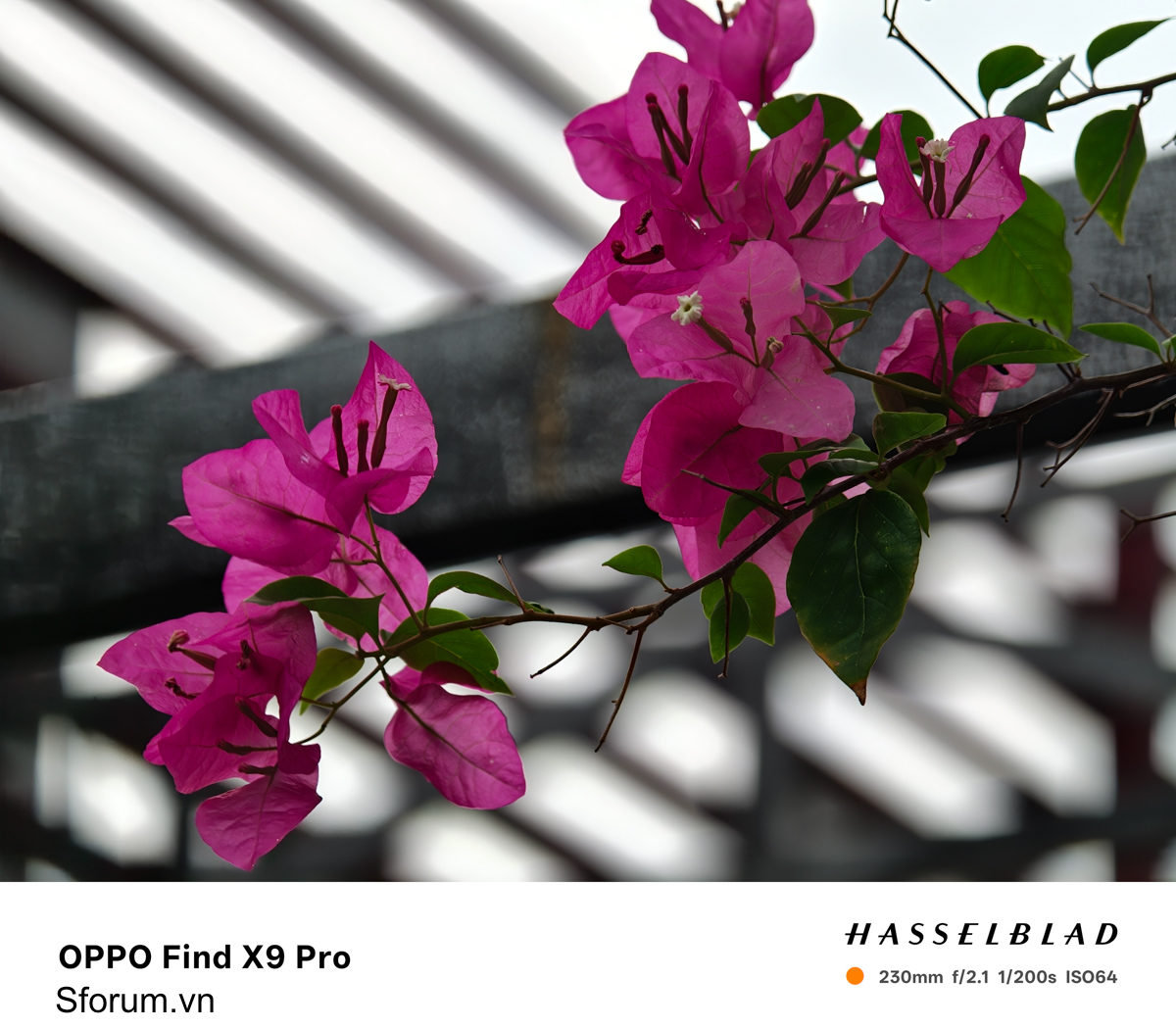 Trên tay bộ lens OPPO Find X9 Pro ở khoảnh cách chụp 10X