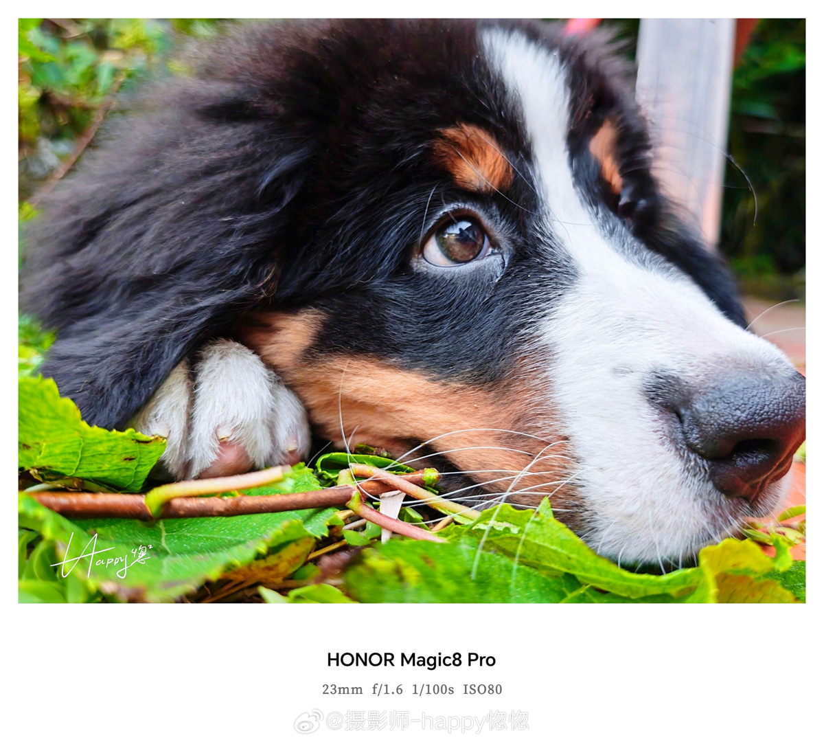 cận cảnh honor magic 8 pro với ảnh chụp đẹp mắt