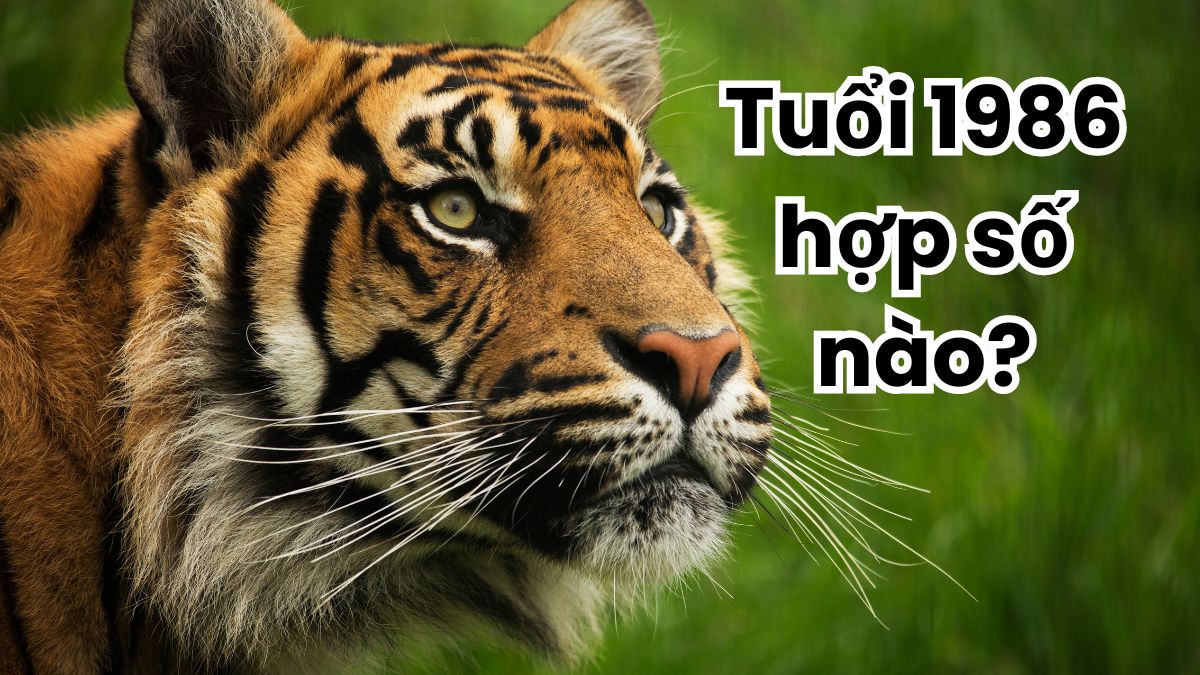 Sinh năm 1986 mệnh gì và hợp số nào