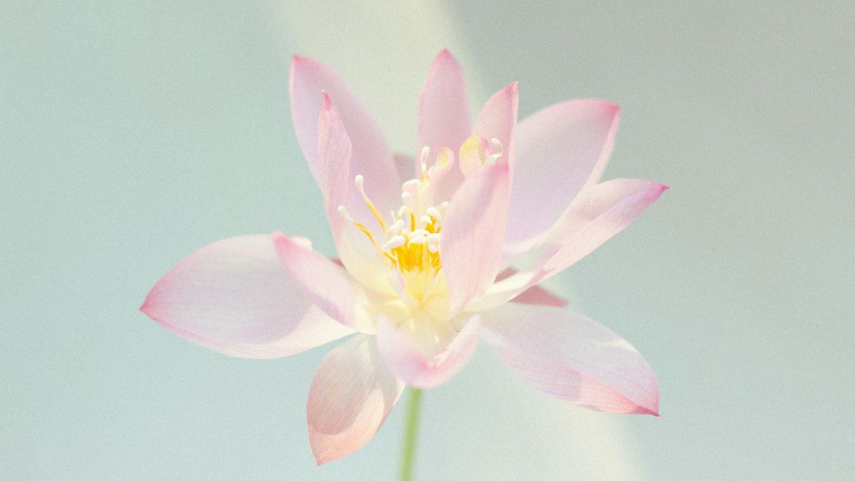 backdround hình nền đẹp