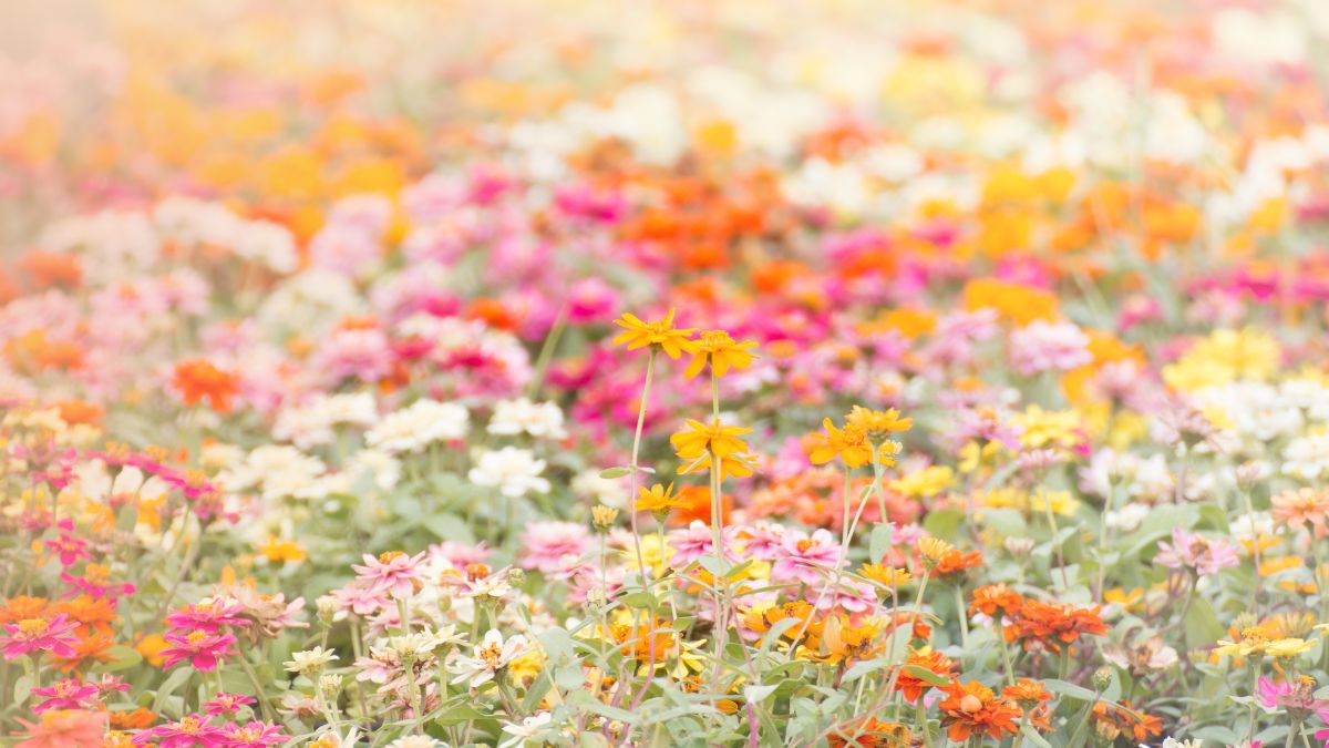 hình nền đẹp 4k