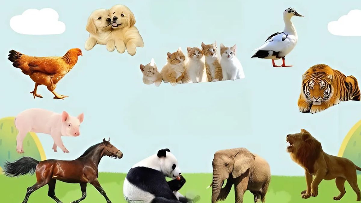 Những câu đố về con vật có đáp án thú vị