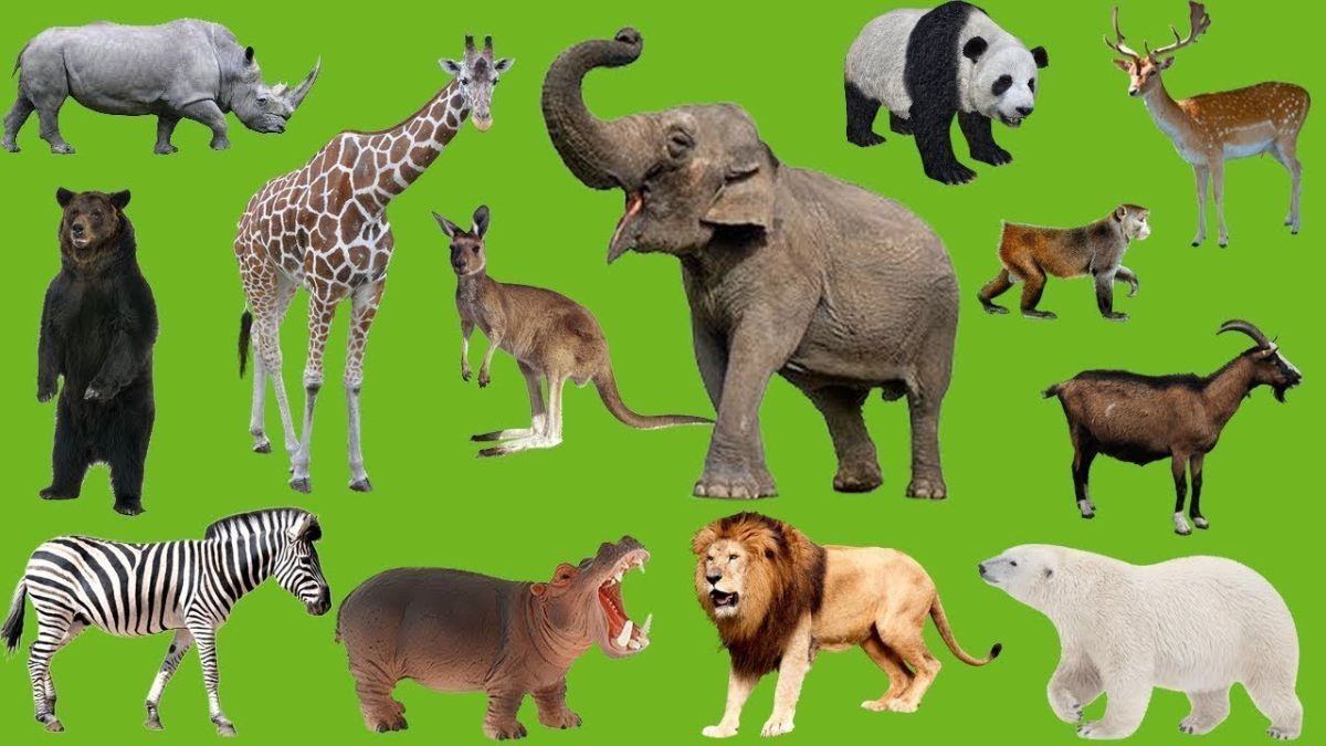 câu đố về con vật con vật sống trong rừng