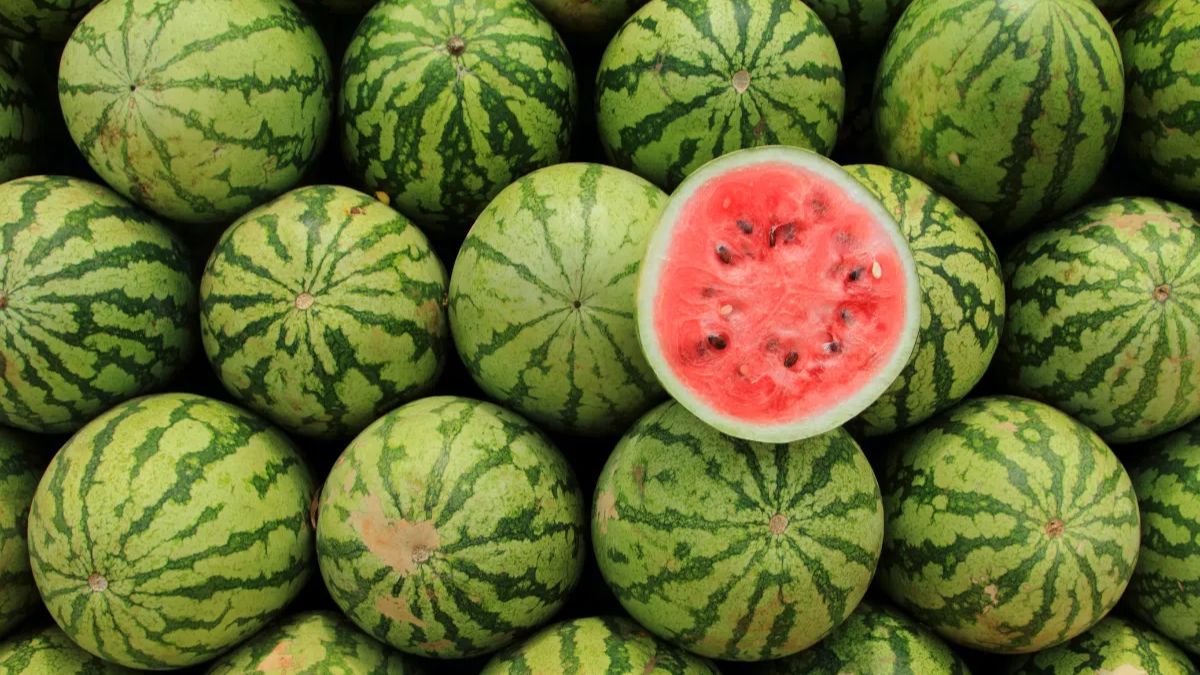 câu đố về hoa quả dưa hấu