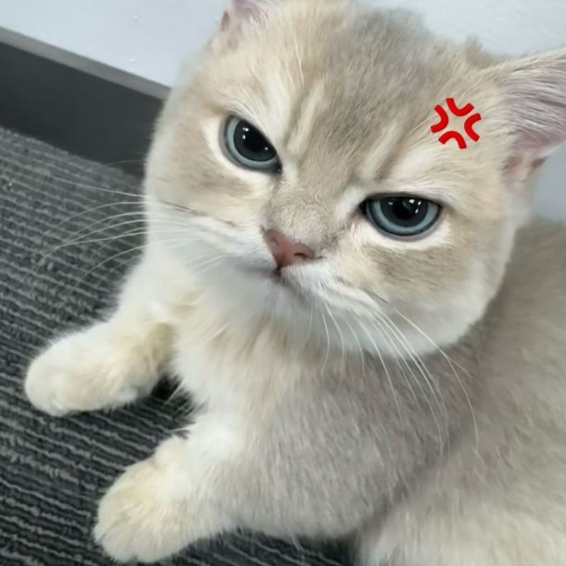 Meme mèo tức giận cute - 1