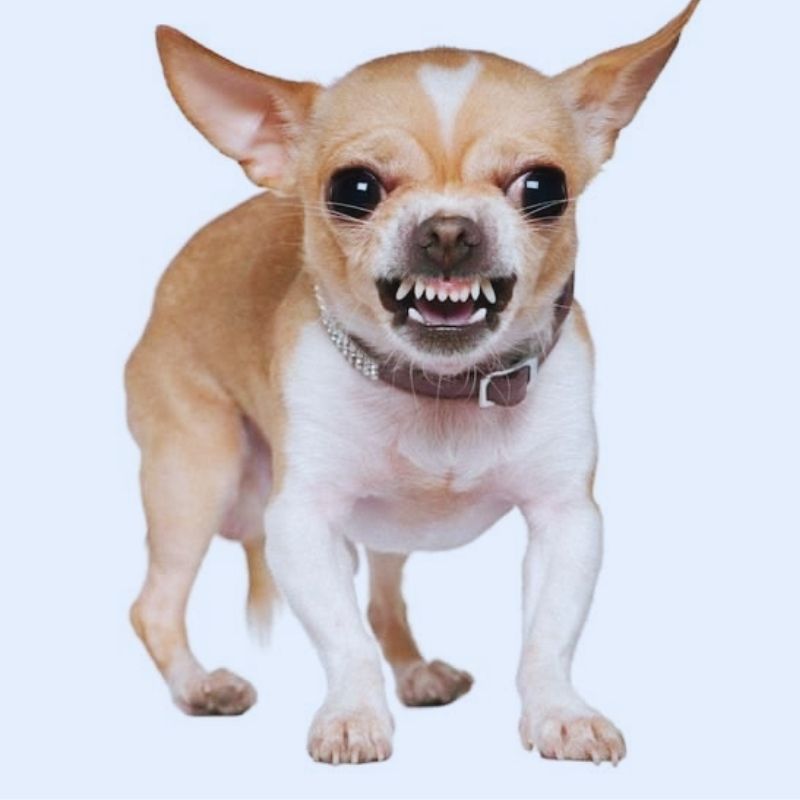 Meme chó tức giận dậm chân - 1