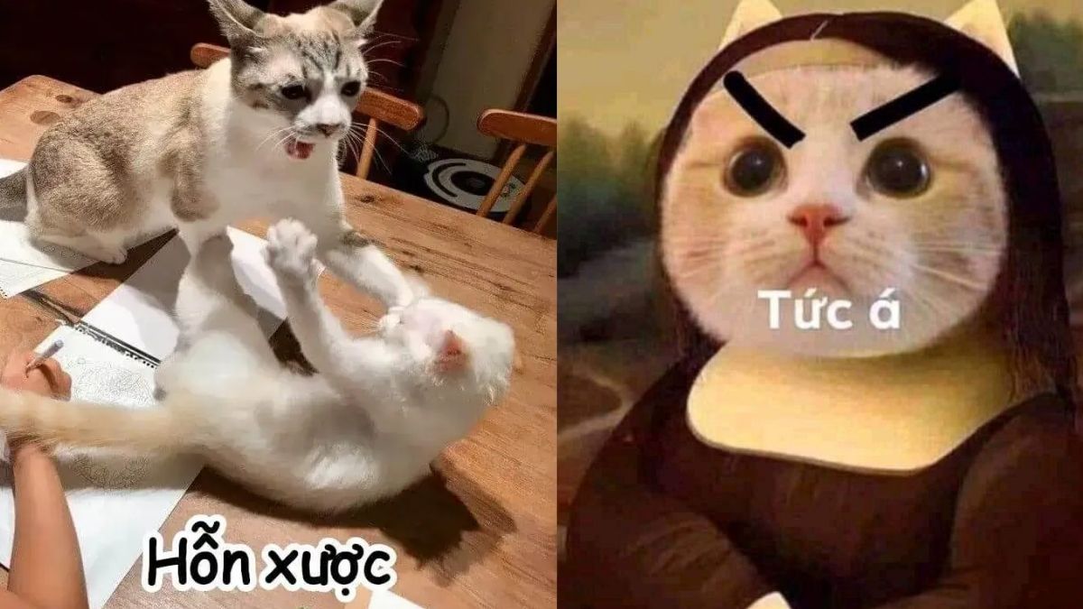 Nguồn gốc của meme tức giận