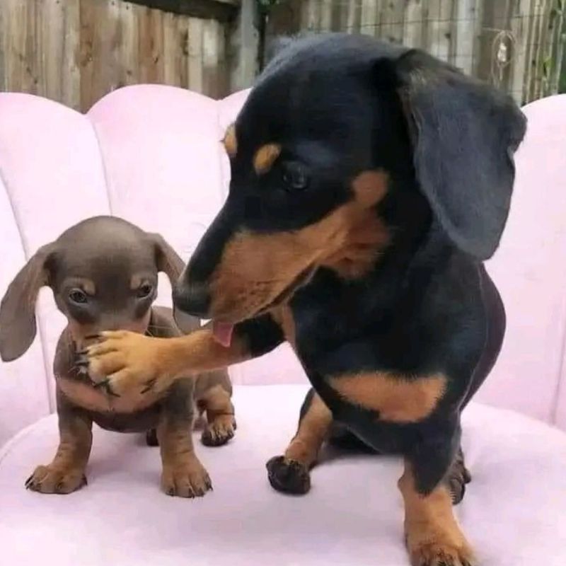 Meme chó tức giận dậm chân - 6