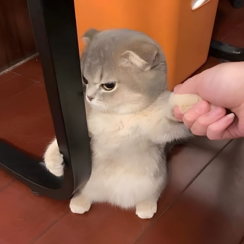 Meme mèo tức giận cute - 2