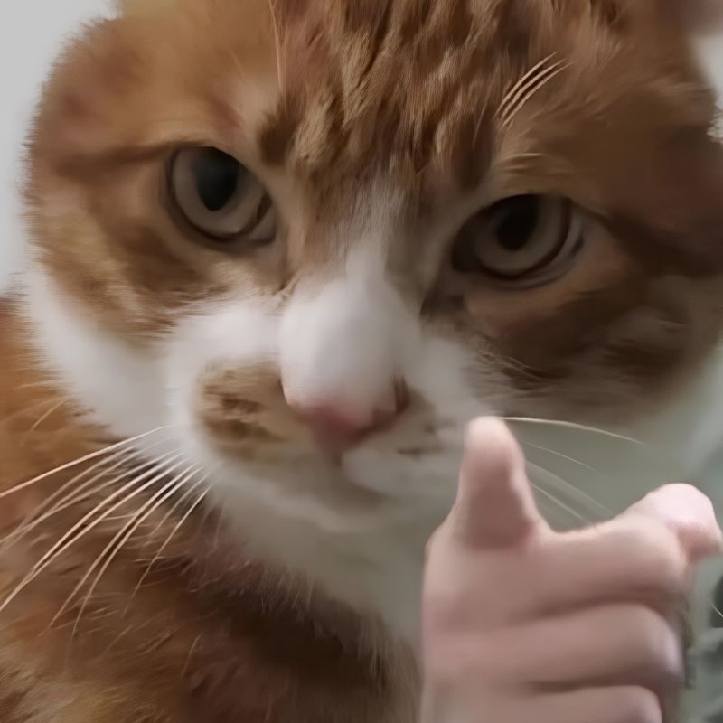 Meme mèo tức giận cute - 4