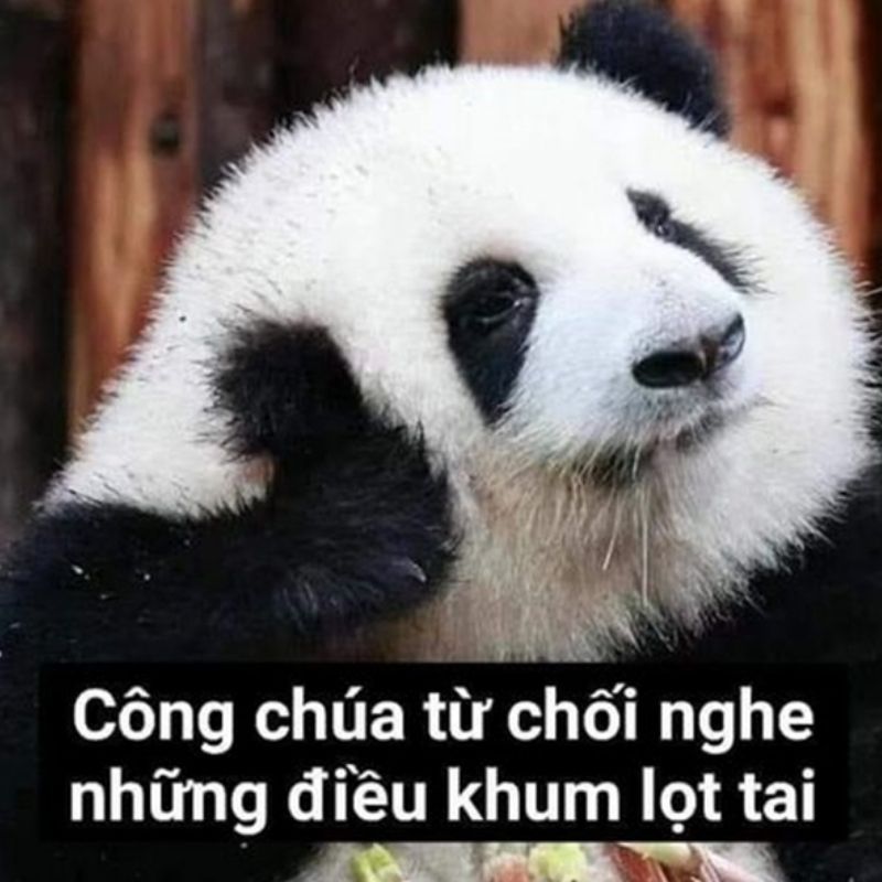 Meme gấu trúc và mèo bựa troll bạn thân - 1 