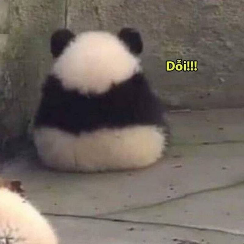 Meme gấu trúc và mèo bựa troll bạn thân - 2