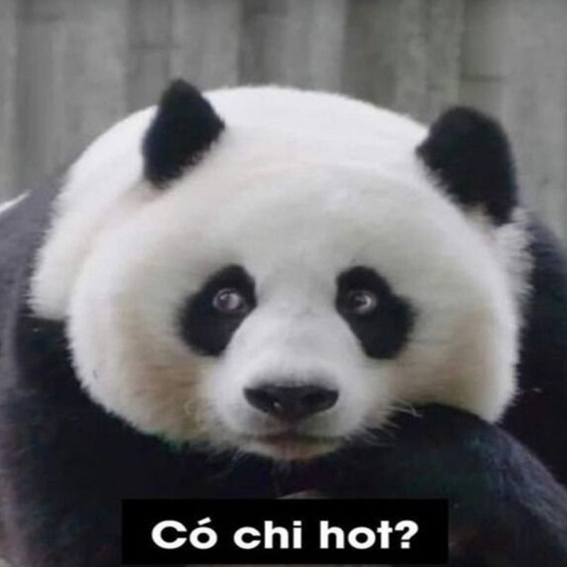 Meme gấu trúc và mèo bựa troll bạn thân - 3