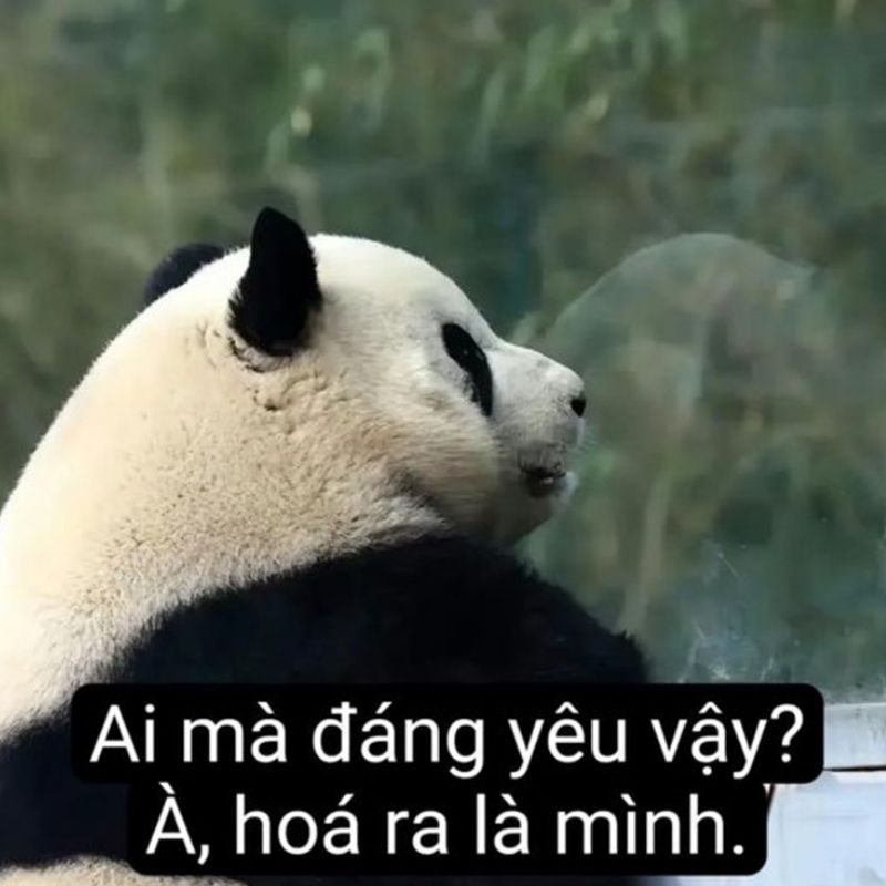 Meme gấu trúc và mèo bựa troll bạn thân - 4