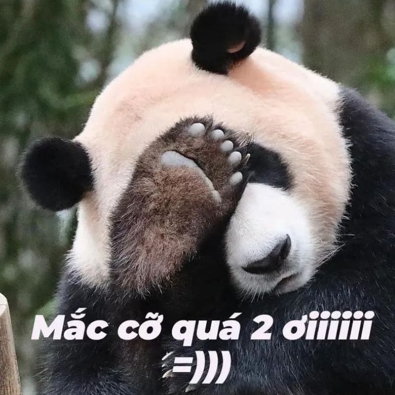 Meme gấu trúc và mèo bựa troll bạn thân - 6