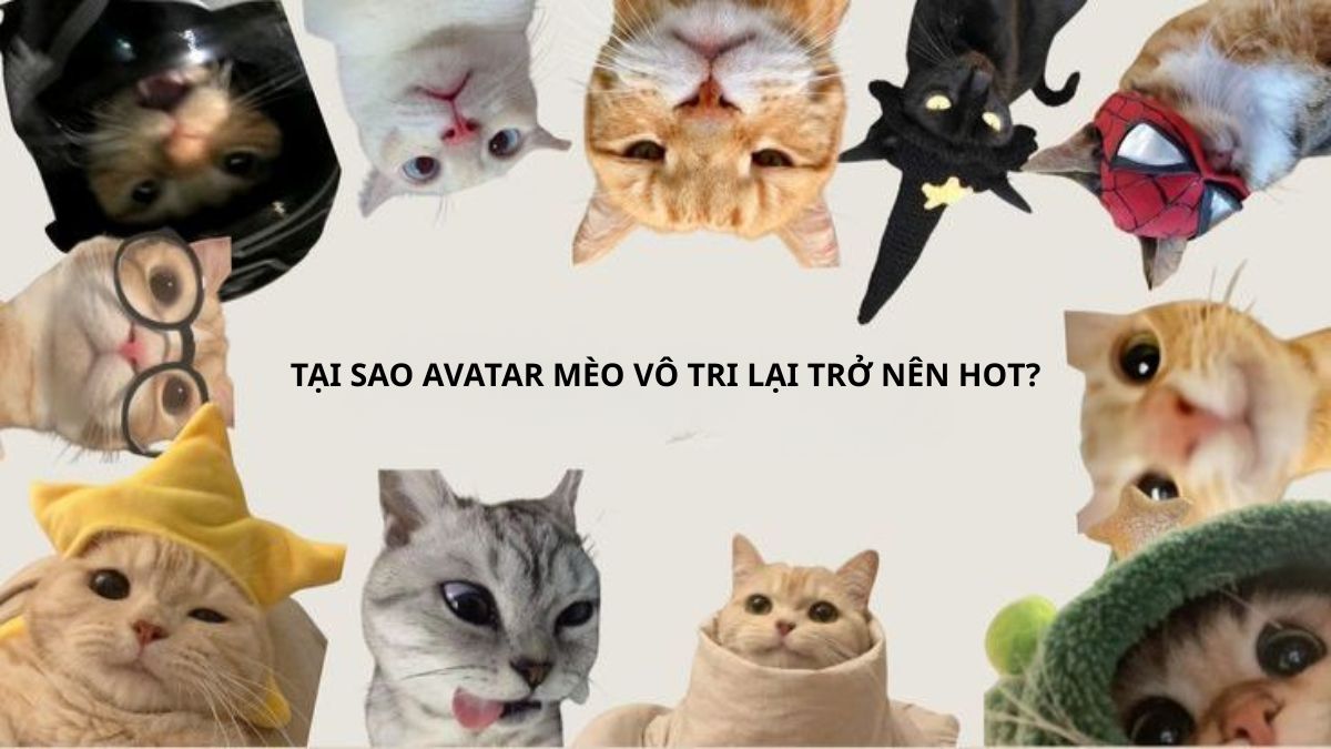 Tại sao avatar mèo vô tri lại trở nên HOT?