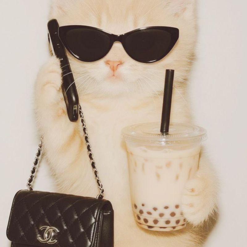 Avatar mèo vô tri hài hước - 3