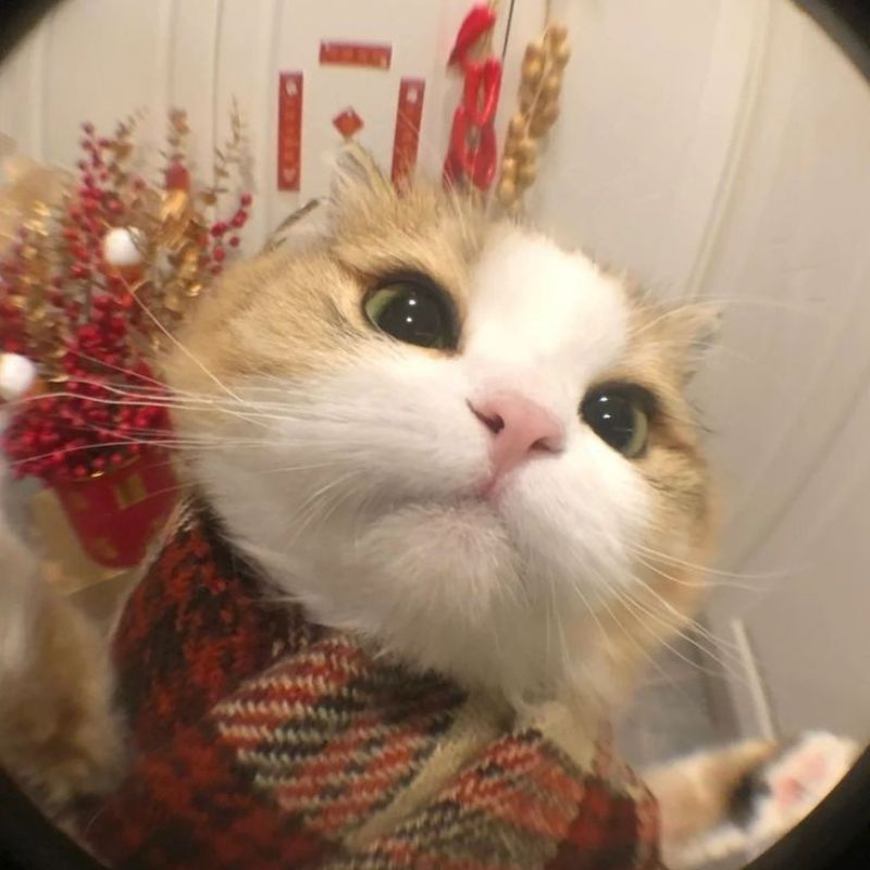 Avatar mèo vô tri hài hước - 6