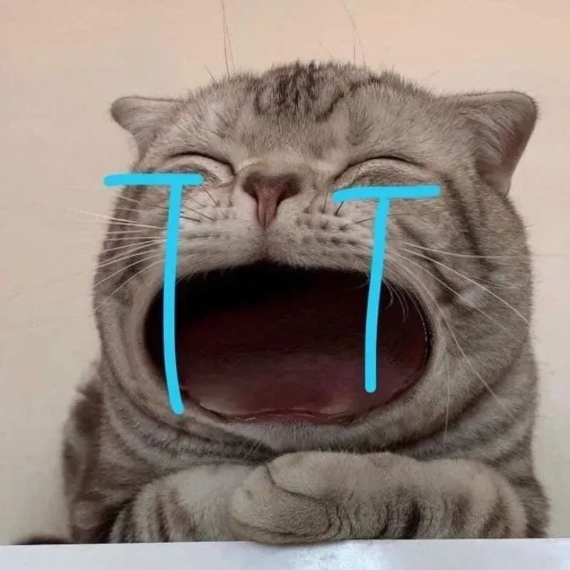 Avatar mèo vô tri hài hước - 10