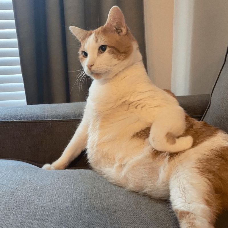 Avatar mèo vô tri meme - 1