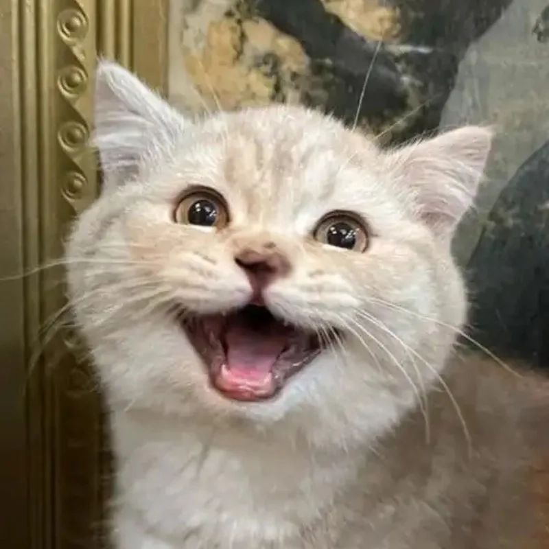 Avatar mèo vô tri meme - 2