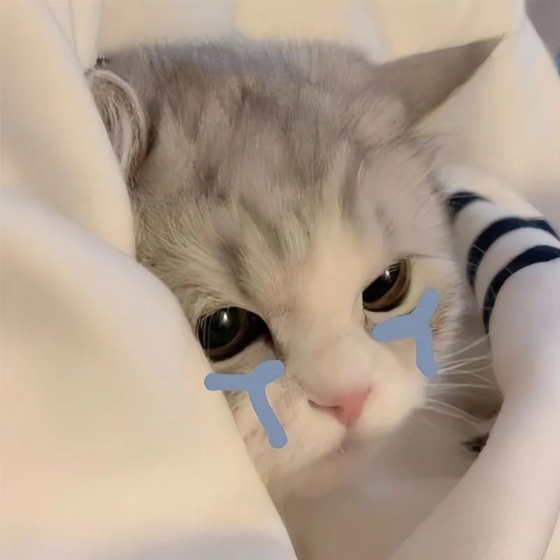 Avatar mèo vô tri meme - 3