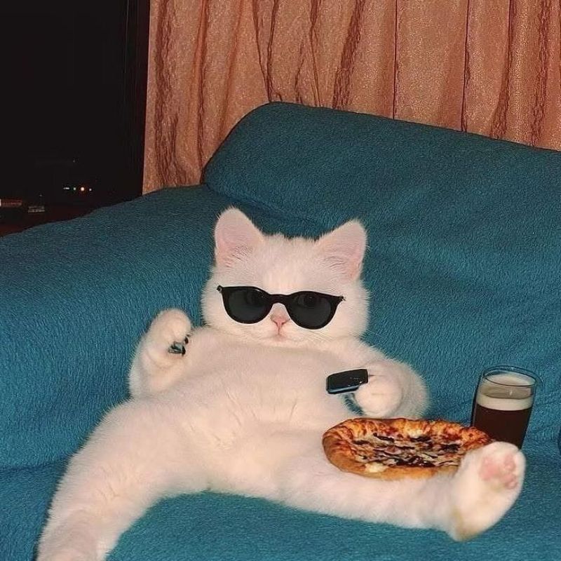 Avatar mèo vô tri meme - 4