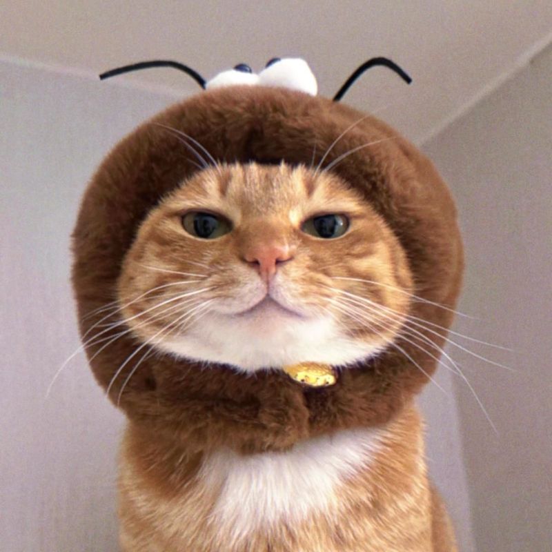 Avatar mèo vô tri meme - 5