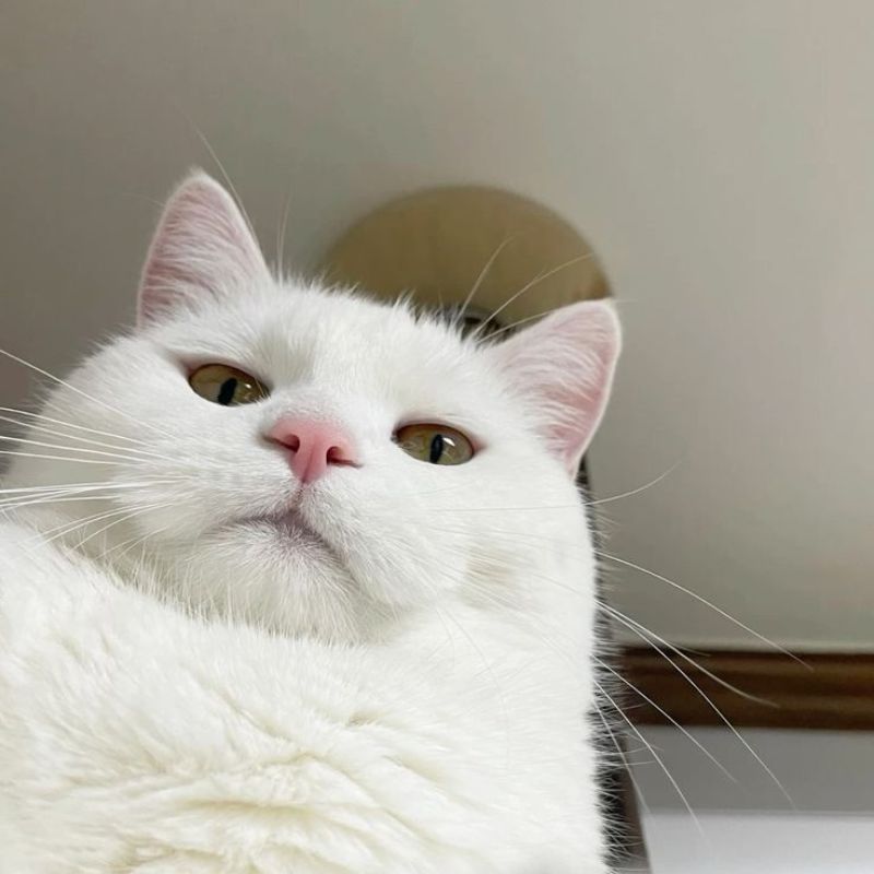 Avatar mèo vô tri meme - 6