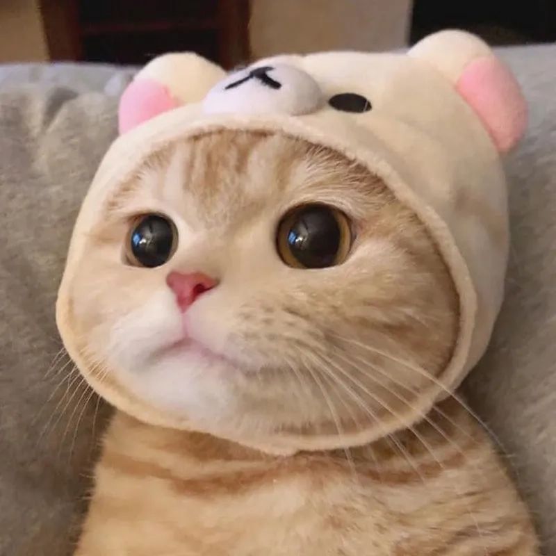 Avatar mèo vô tri meme - 7