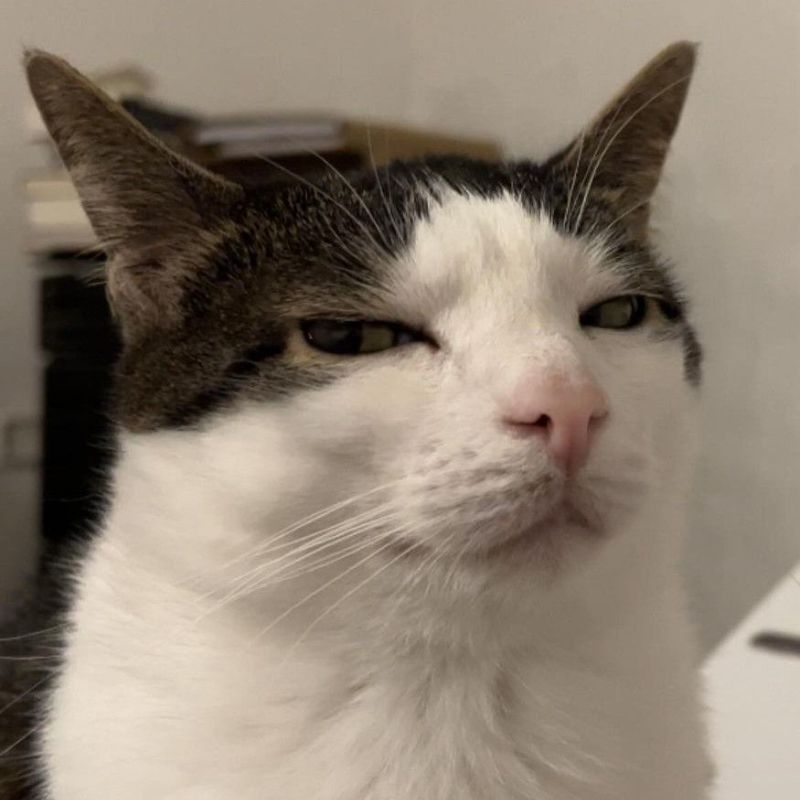 Avatar mèo vô tri meme - 8