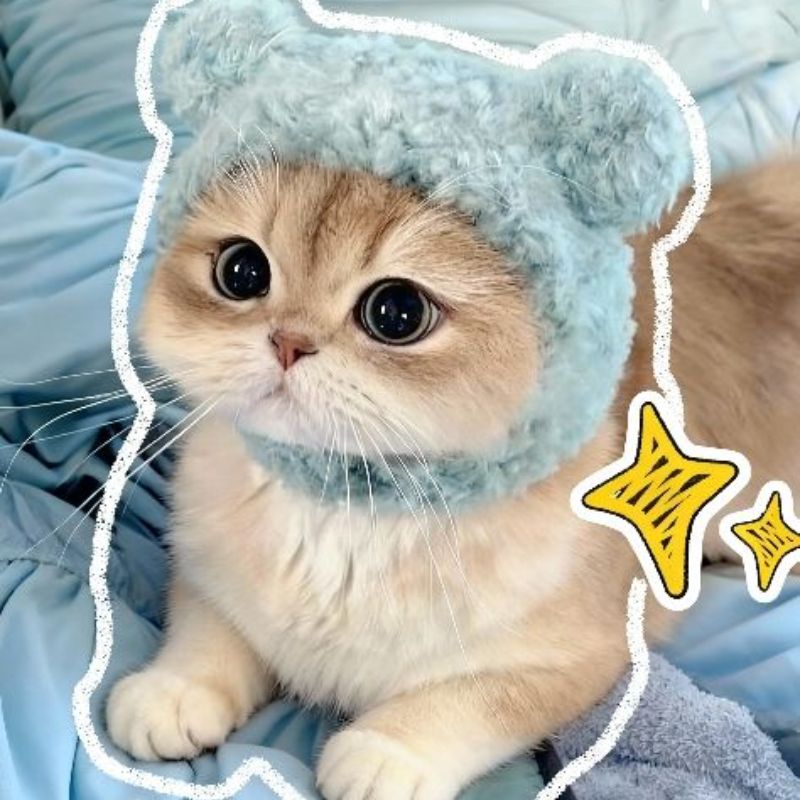 Avatar mèo vô tri dễ thương - 2