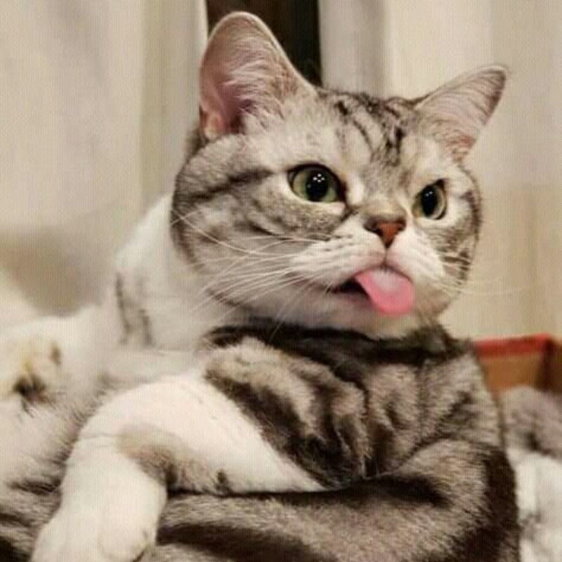 Avatar mèo vô tri meme - 9