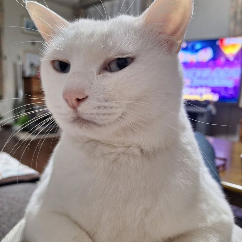 Avatar mèo vô tri meme - 10